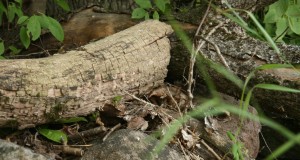 Variku, Risti ja Nõva jahipiirkonna kasutusõiguse loa teade