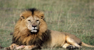 2 USA lennufirmat keelustasid jahitrofeede transportimise