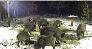 ERR: Metssigade söötmispaigad seavad löögi alla linnud ja pisiimetajad