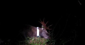 Eestis sai jälgimisseadme esimene põdrapull