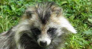 Marutaudi riskiloomadelt proovide kogumise lepingu vaheseis