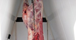 SAK. külmkambrite tarneaeg lükkub edasi