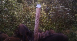 Maaleht: Jahimeestelt oodatakse metssigade massimõrva