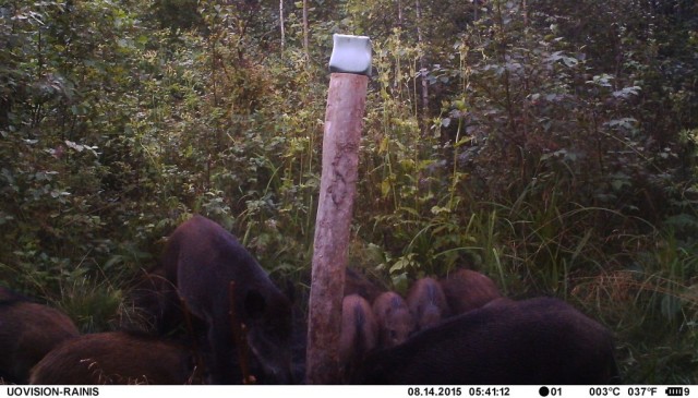 Metssead. Vahtramäe