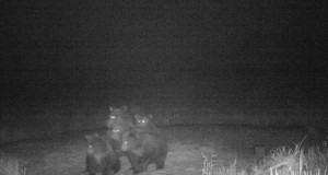 Maalehe fotograaf karu pildistamas