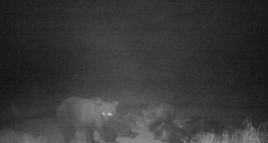 Piltuudis: karuema ja neli poega