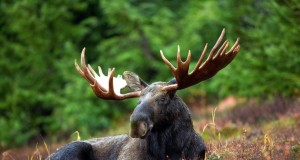 Uuringud Eesti põtradel 2015