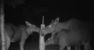 Rajakaamera video: põdralehm kahe vasikaga soolakul