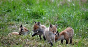 Üleskutse. Saada oma pilt jahimeeste kalendrisse!