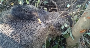 Leiti silmuses hukkunud metssiga