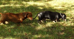 SAKi ümarlaud: Koertega jaht – kasutada tuleks “Pontut”. V osa