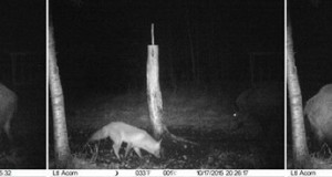 Piltuudis: rebane ja metssead soolakul