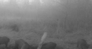 Piltuudis: metsseakari katkupiirkonnas