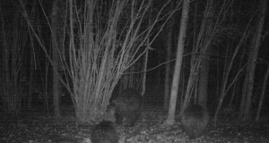 Piltuudis: Ahja mõmmikud vol 2