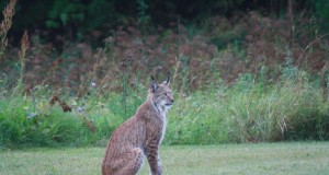 Piltuudis: ilves jalutas Koerus hoovis