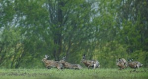 Eesti Jahimehe eriauhind Vereta Jahil läks Jarek Jõeperale