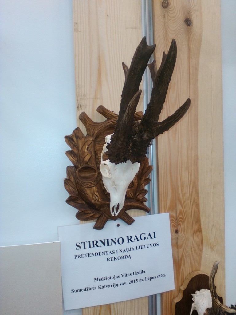 Leedu metskitse rekordi kandidaat