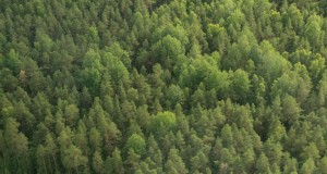 “Pealtnägija” suurimate maaomanike edetabel üllatab: Eestis kehtiv ostupiirang välismaalasi ei takista