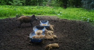 Piltuudis: metsseapõrsastel kõhud täis ja väike mõnulemine