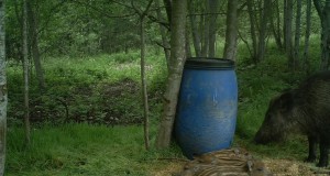 Piltuudis: emis lõunauinakut tegevate põrsastega