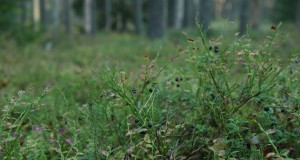 EJ2015/5: Ulukitest hooliv metsaomanik