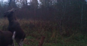 Piltuudis: “hullavad” põdrad