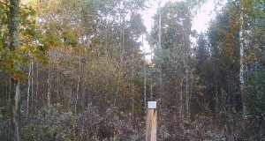 Piltuudis: hommikused metssead Viljandimaalt