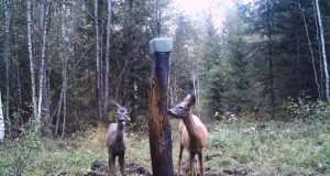 Piltuudis: metskits poseerib ja näitab keelt