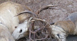 Piltuudis: traatides hukkunud hirvepullid