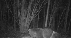 Piltuudis: Ahja karud hundiga