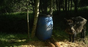 EJ2015/5: Sigade Aafrika katk ja lisasöötmine