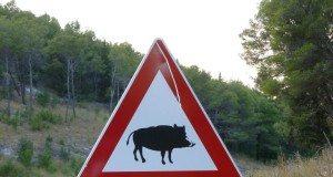 Tähelepanu, loomad teel!