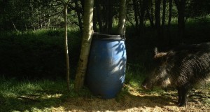 Piltuudis: Päikese käes mõnulev metsseapõrsas