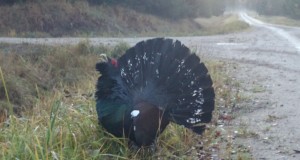 Piltuudis: Jahiretke ootamatu külaline