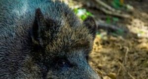 Nädalaga 56 SAK positiivset proovi