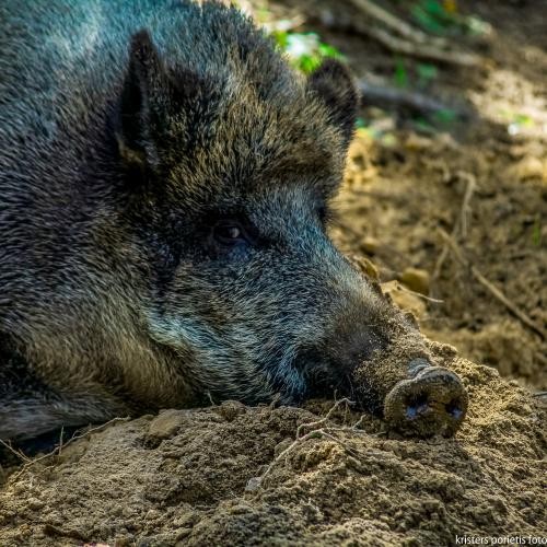 Foto Kristers Porietis