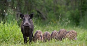 Näitus „Metsanotsu – tõeline siga“