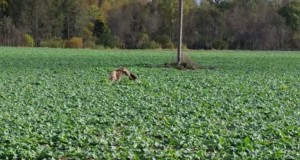 Videouudis: Haruldane kaader – hunt veab päise päeva ajal murtud kitse metsa poole