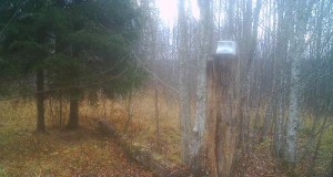 Piltuudis: tänahommikune pilt hundist soolakul