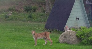 Piltuudis: Ilves Vormsil 2