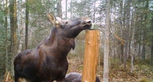 Salakütid tapsid põdrapulli ja tiine põdralehma (lisatud ERRi uudis)