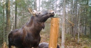 Piltuudis: Põdralehm vasikaga