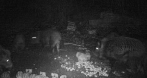 Piltuudis: järjest loe