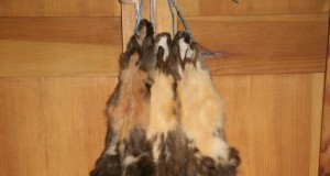 Karusnahkade kokkuost 2016 – lükkub teadmata ajaks edasi