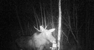 Piltuudis: Ühe sarvega põder Viljandimaal