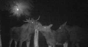 Piltuudis: Põdrad kuuvalgel ööl