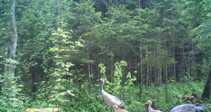 Piltuudis: sookured rajakaameras