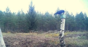 Piltuudis: vares soolakul