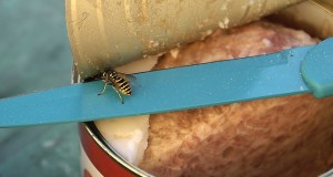 Maaleht: AS Maag Konservitööstuse sealihakonservid lähevad riigi toidureservi