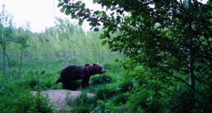 Piltuudis: karu söödakohta märgistamas